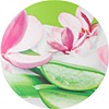 malizia aloe magnolia mini